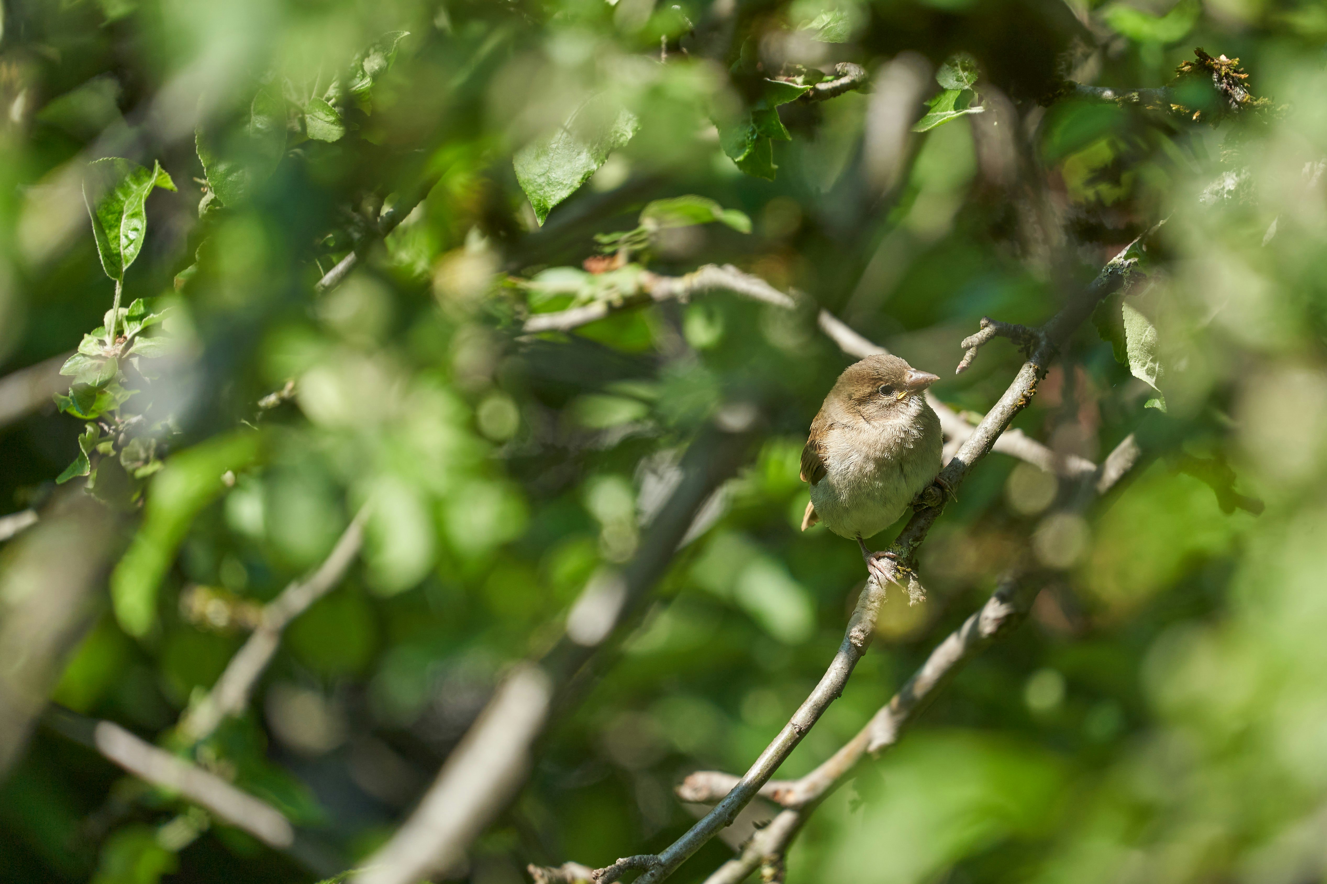 brown and white bird on tree branch during daytime